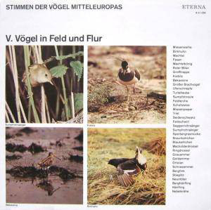 Cover No Artist - Stimmen Der Vögel Mitteleuropas - V. Vögel In Feld Und Flur (LP, Mono, RP) Schallplatten Ankauf